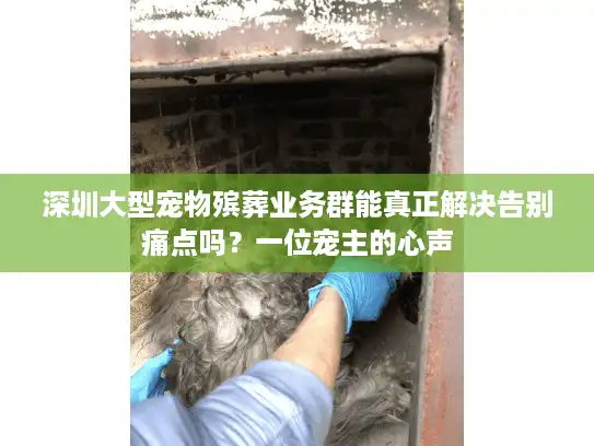深圳大型宠物殡葬业务群能真正解决告别痛点吗？一位宠主的心声