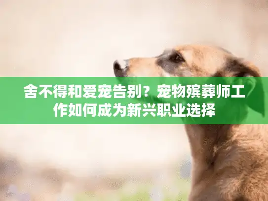 舍不得和爱宠告别？宠物殡葬师工作如何成为新兴职业选择