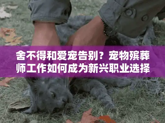 舍不得和爱宠告别？宠物殡葬师工作如何成为新兴职业选择