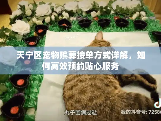 天宁区宠物殡葬接单方式详解，如何高效预约贴心服务