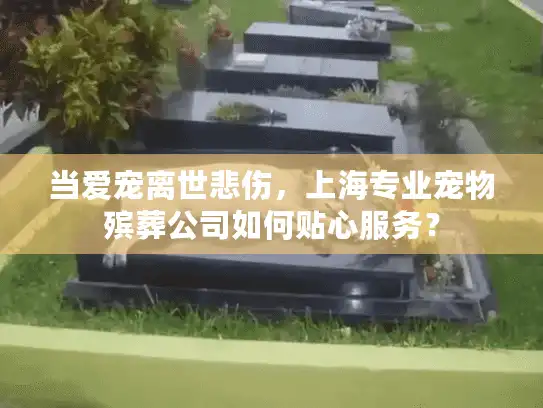 当爱宠离世悲伤，上海专业宠物殡葬公司如何贴心服务？