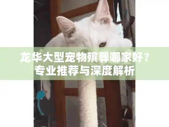 龙华大型宠物殡葬哪家好？专业推荐与深度解析