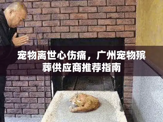 宠物离世心伤痛，广州宠物殡葬供应商推荐指南