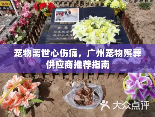 宠物离世心伤痛，广州宠物殡葬供应商推荐指南