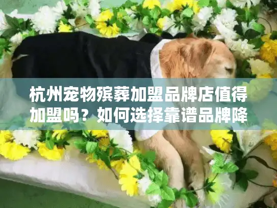 杭州宠物殡葬加盟品牌店值得加盟吗？如何选择靠谱品牌降低风险