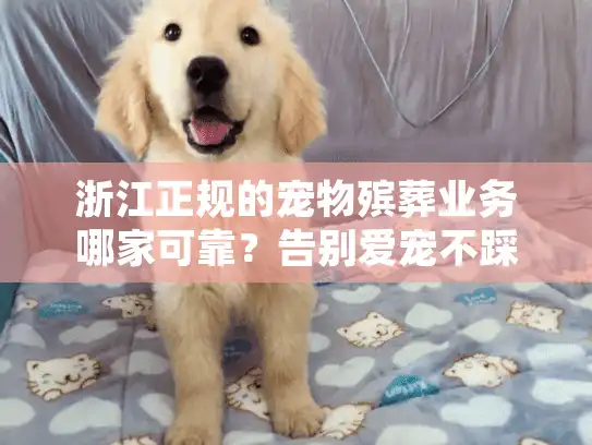 浙江正规的宠物殡葬业务哪家可靠？告别爱宠不踩坑指南