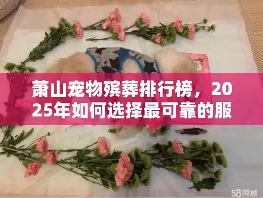 萧山宠物殡葬排行榜，2025年如何选择最可靠的服务机构？