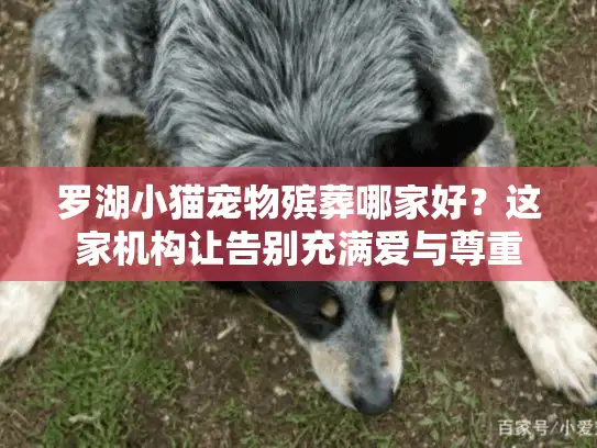 罗湖小猫宠物殡葬哪家好？这家机构让告别充满爱与尊重