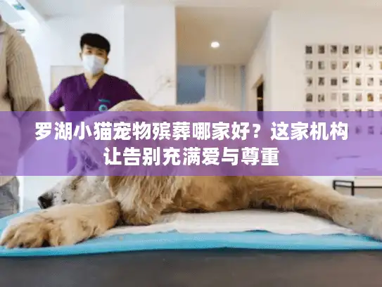罗湖小猫宠物殡葬哪家好？这家机构让告别充满爱与尊重