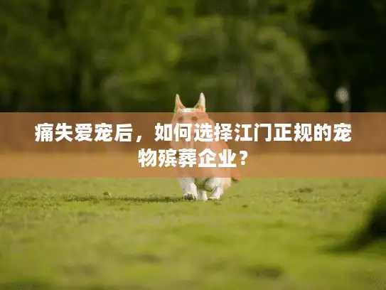 痛失爱宠后，如何选择江门正规的宠物殡葬企业？
