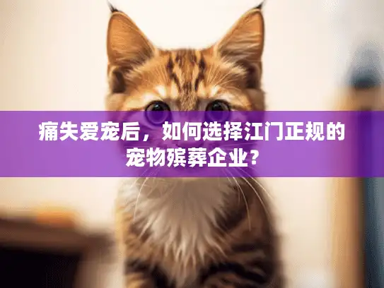 痛失爱宠后，如何选择江门正规的宠物殡葬企业？