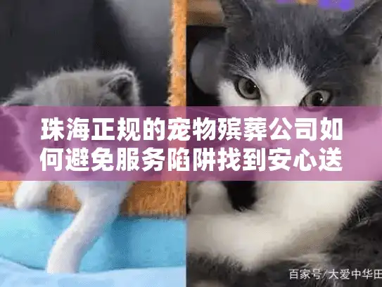 珠海正规的宠物殡葬公司如何避免服务陷阱找到安心送别？