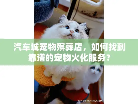 汽车城宠物殡葬店，如何找到靠谱的宠物火化服务？