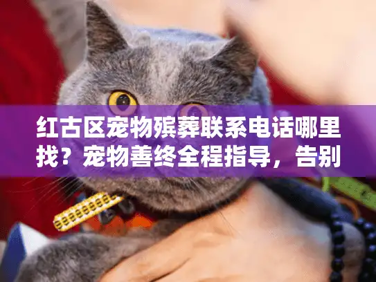 红古区宠物殡葬联系电话哪里找？宠物善终全程指导，告别更安心