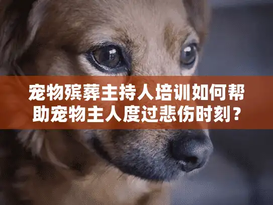 宠物殡葬主持人培训如何帮助宠物主人度过悲伤时刻？