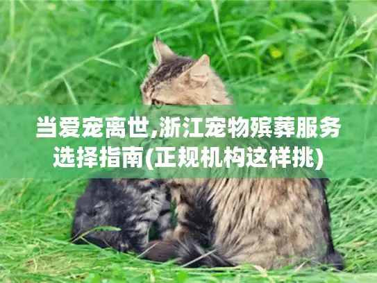 当爱宠离世,浙江宠物殡葬服务选择指南(正规机构这样挑)