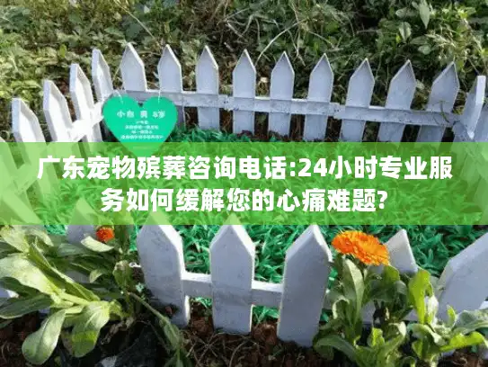广东宠物殡葬咨询电话:24小时专业服务如何缓解您的心痛难题?