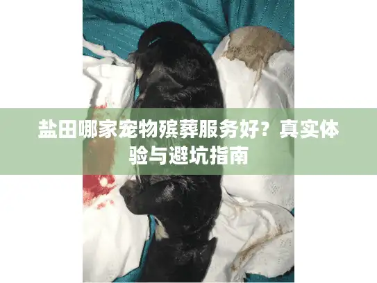 盐田哪家宠物殡葬服务好？真实体验与避坑指南