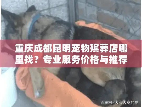 重庆成都昆明宠物殡葬店哪里找？专业服务价格与推荐指南