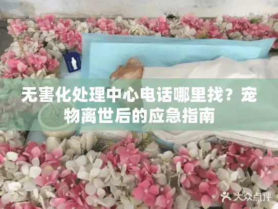 无害化处理中心电话哪里找？宠物离世后的应急指南