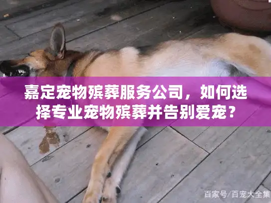 嘉定宠物殡葬服务公司，如何选择专业宠物殡葬并告别爱宠？