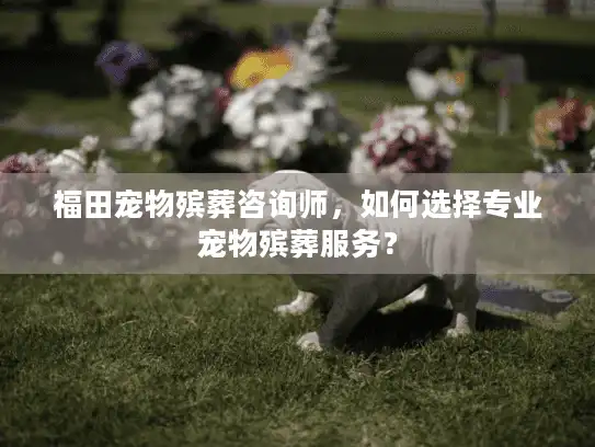 福田宠物殡葬咨询师，如何选择专业宠物殡葬服务？