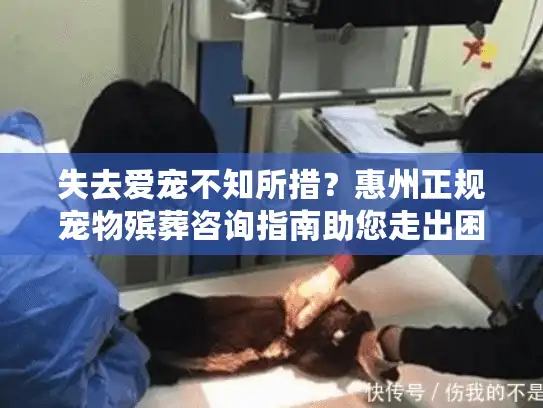 失去爱宠不知所措？惠州正规宠物殡葬咨询指南助您走出困境！