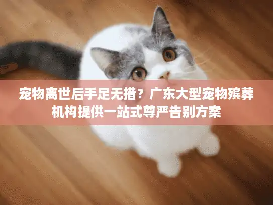 宠物离世后手足无措？广东大型宠物殡葬机构提供一站式尊严告别方案