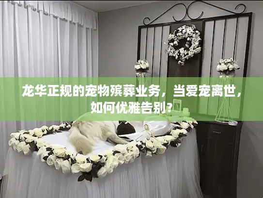 龙华正规的宠物殡葬业务，当爱宠离世，如何优雅告别？