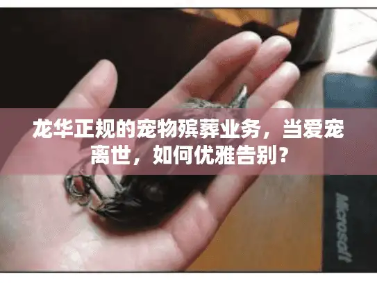 龙华正规的宠物殡葬业务，当爱宠离世，如何优雅告别？