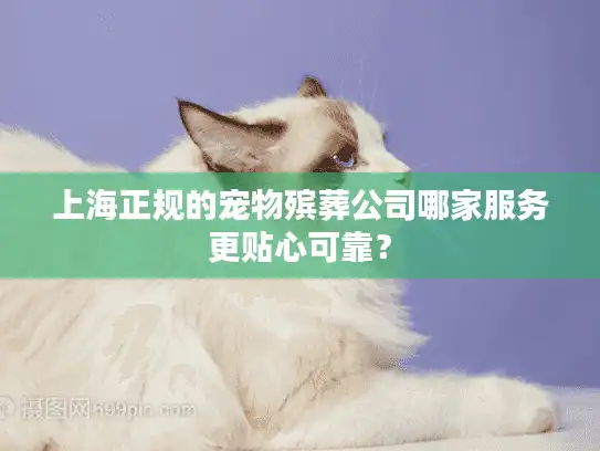 上海正规的宠物殡葬公司哪家服务更贴心可靠？
