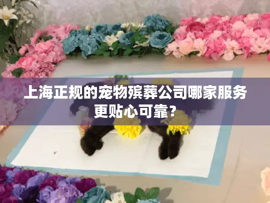 上海正规的宠物殡葬公司哪家服务更贴心可靠？