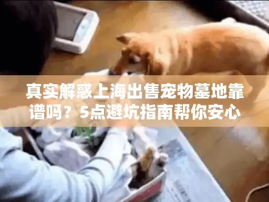 真实解惑上海出售宠物墓地靠谱吗？5点避坑指南帮你安心安葬