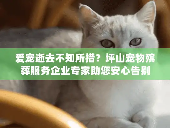 爱宠逝去不知所措？坪山宠物殡葬服务企业专家助您安心告别