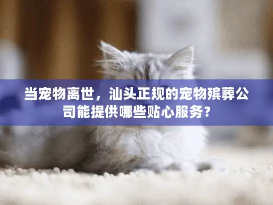 当宠物离世，汕头正规的宠物殡葬公司能提供哪些贴心服务？