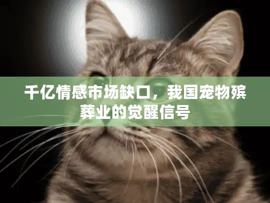千亿情感市场缺口，我国宠物殡葬业的觉醒信号