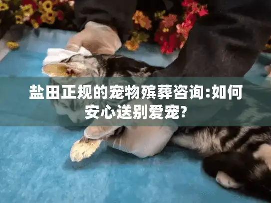 盐田正规的宠物殡葬咨询:如何安心送别爱宠?
