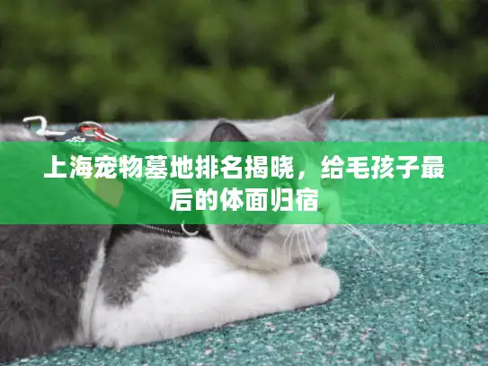 上海宠物墓地排名揭晓，给毛孩子最后的体面归宿