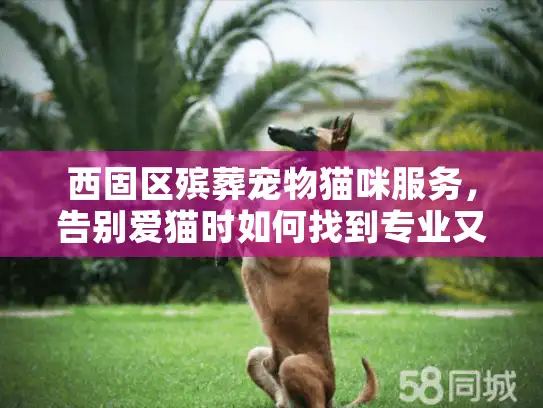 西固区殡葬宠物猫咪服务，告别爱猫时如何找到专业又温暖的解决方案？