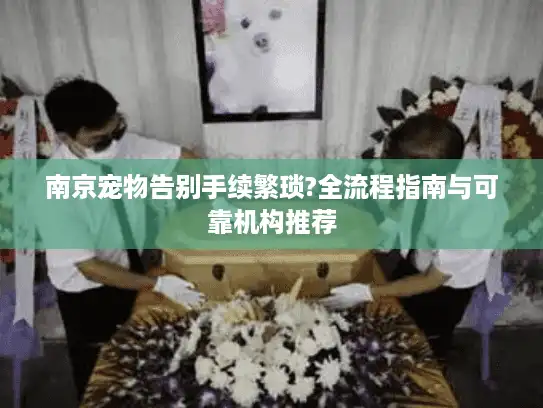 南京宠物告别手续繁琐?全流程指南与可靠机构推荐