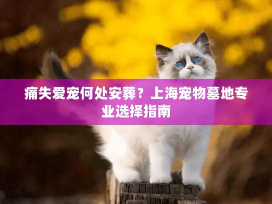 痛失爱宠何处安葬？上海宠物墓地专业选择指南