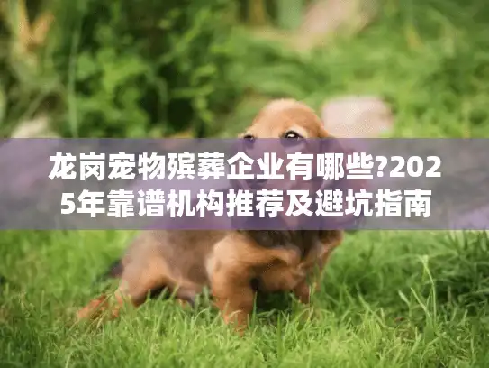 龙岗宠物殡葬企业有哪些?2025年靠谱机构推荐及避坑指南