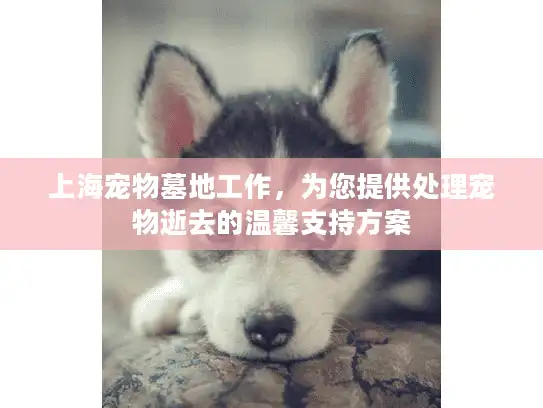 上海宠物墓地工作，为您提供处理宠物逝去的温馨支持方案