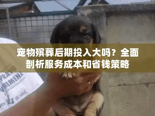 宠物殡葬后期投入大吗？全面剖析服务成本和省钱策略
