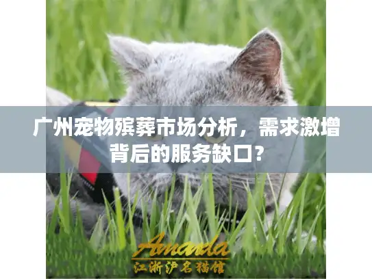 广州宠物殡葬市场分析，需求激增背后的服务缺口？