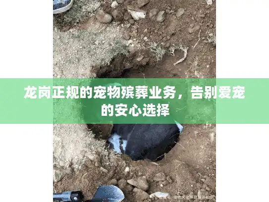 龙岗正规的宠物殡葬业务，告别爱宠的安心选择