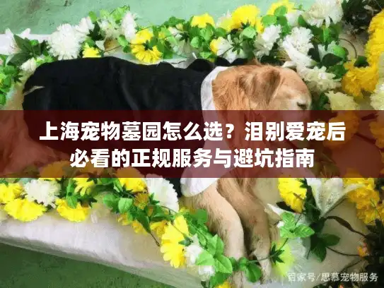 上海宠物墓园怎么选？泪别爱宠后必看的正规服务与避坑指南