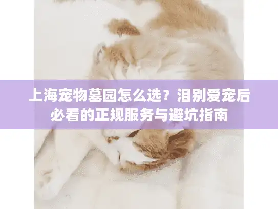 上海宠物墓园怎么选？泪别爱宠后必看的正规服务与避坑指南