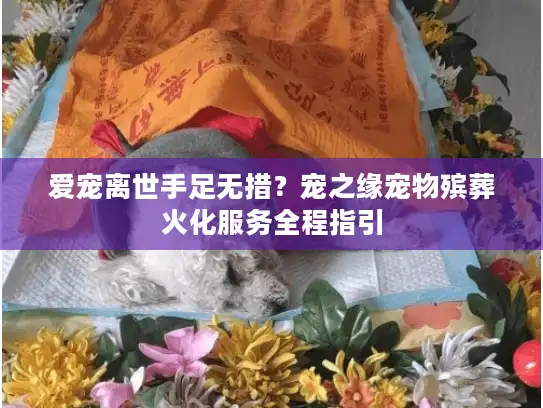爱宠离世手足无措？宠之缘宠物殡葬火化服务全程指引