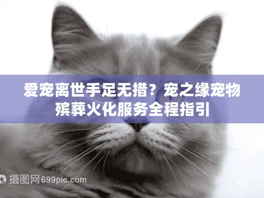 爱宠离世手足无措？宠之缘宠物殡葬火化服务全程指引